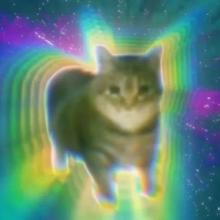 Spinning Cat